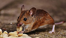24 Hour & Emergency Exterminators in Crystal Springs, ND